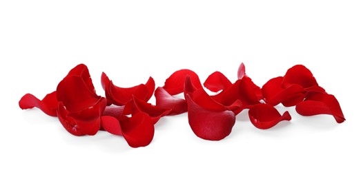 Fresh red rose petals on white background