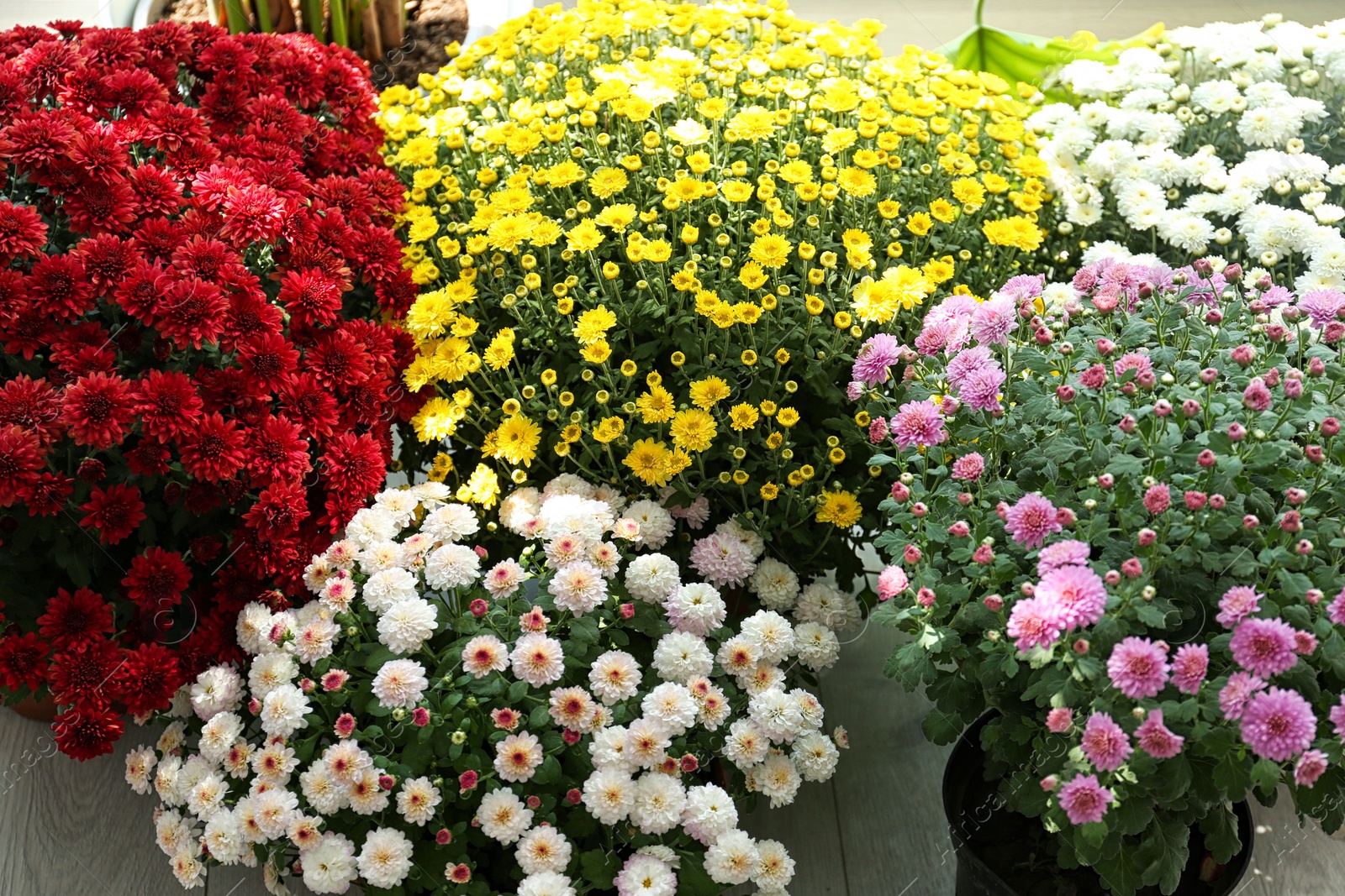 Photo of Assortment of beautiful blooming chrysanthemum flowers in shop