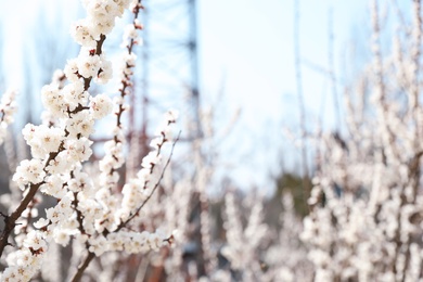 Photo of Beautiful apricot tree branches with tiny tender flowers outdoors, space for text. Awesome spring blossom