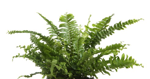 Photo of Beautiful fern with lush leaves isolated on white