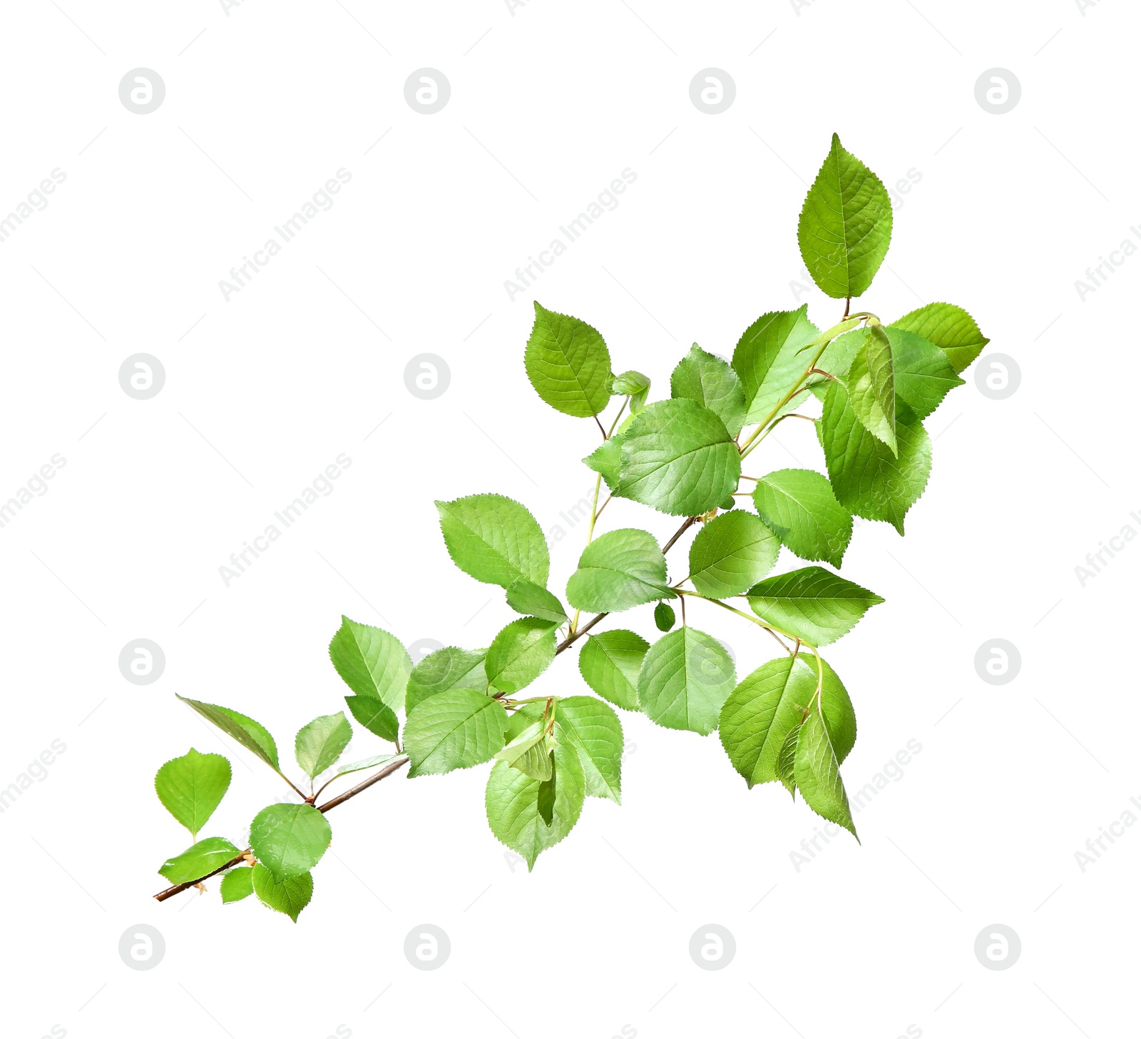 Photo of Branch of apple tree with young fresh green leaves isolated on white. Spring season