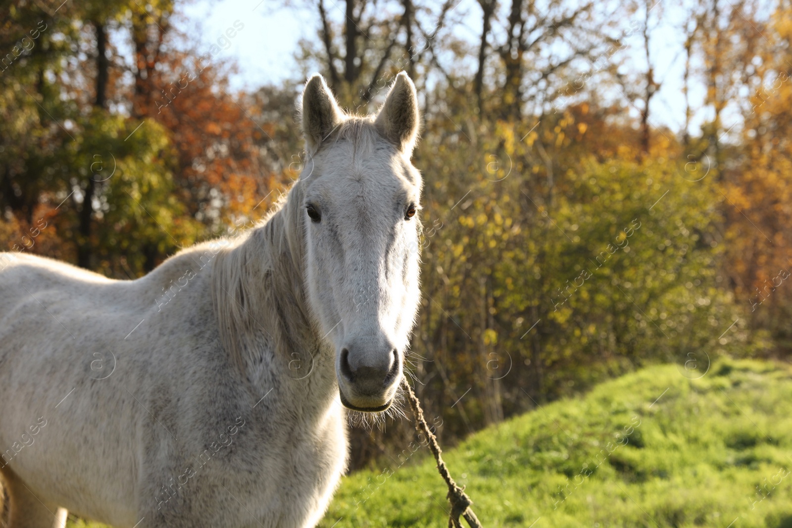 Photo of Beautiful white horse outdoors on sunny day