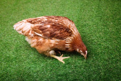 Photo of Beautiful chicken on green grass. Domestic animal