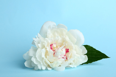 Photo of Beautiful white peony flower on light blue background