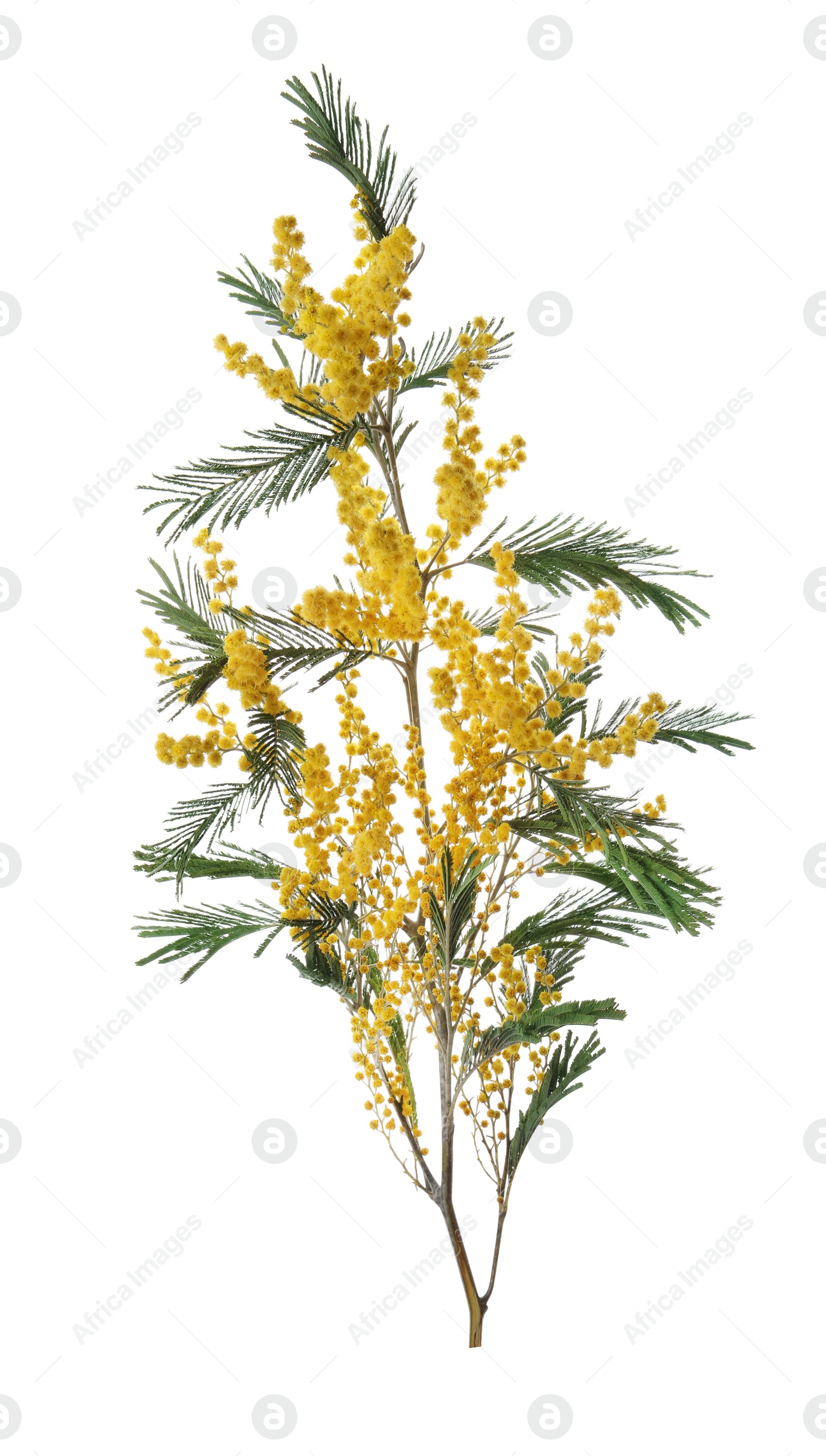 Photo of Beautiful mimosa plant with yellow flowers isolated on white