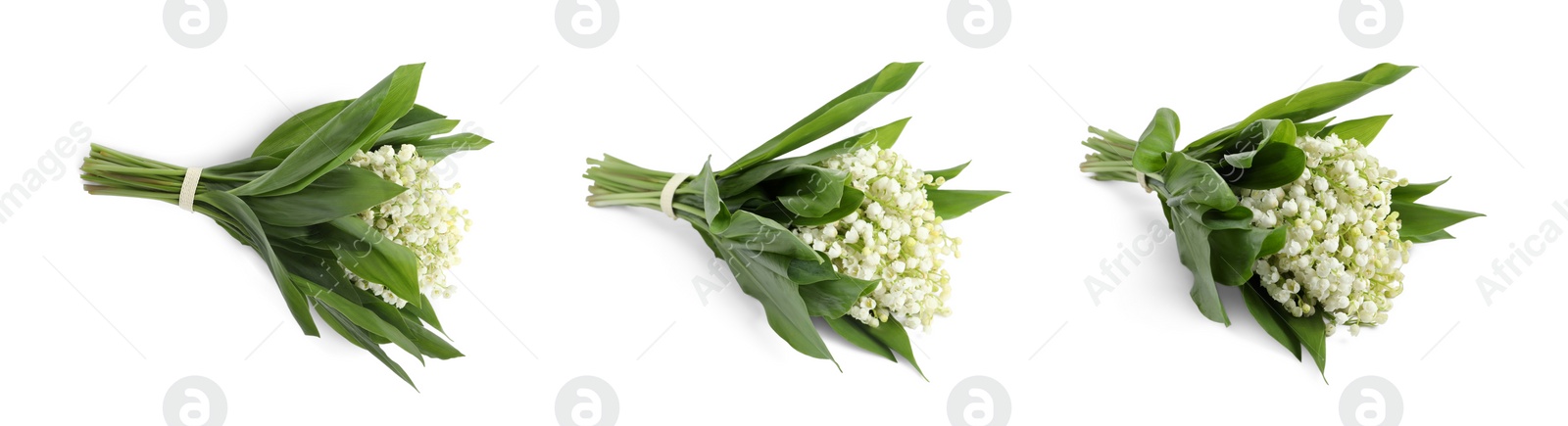 Image of Beautiful lily of the valley flowers with green leaves. Set with bouquets on white background