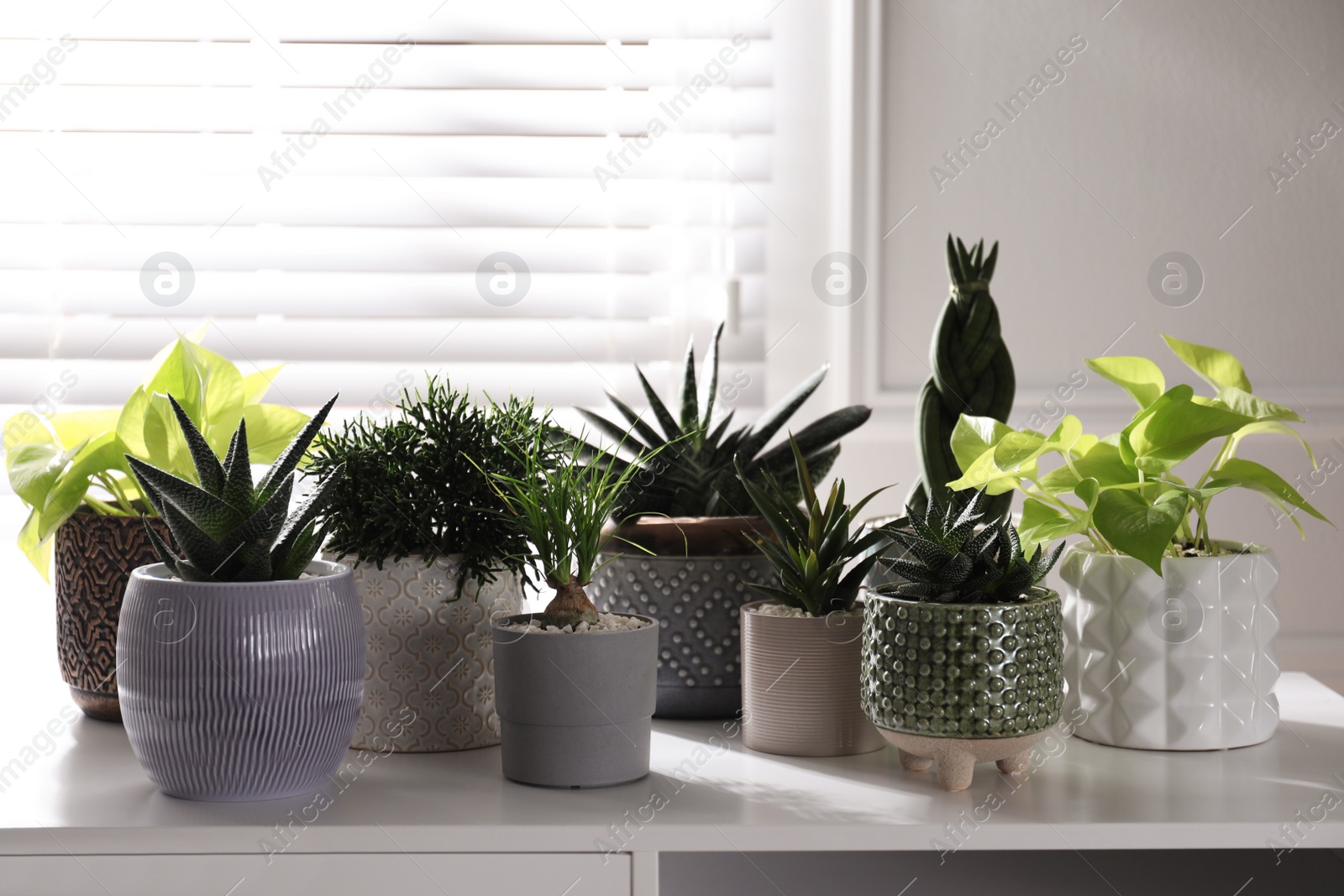 Photo of Beautiful potted houseplants on white table indoors