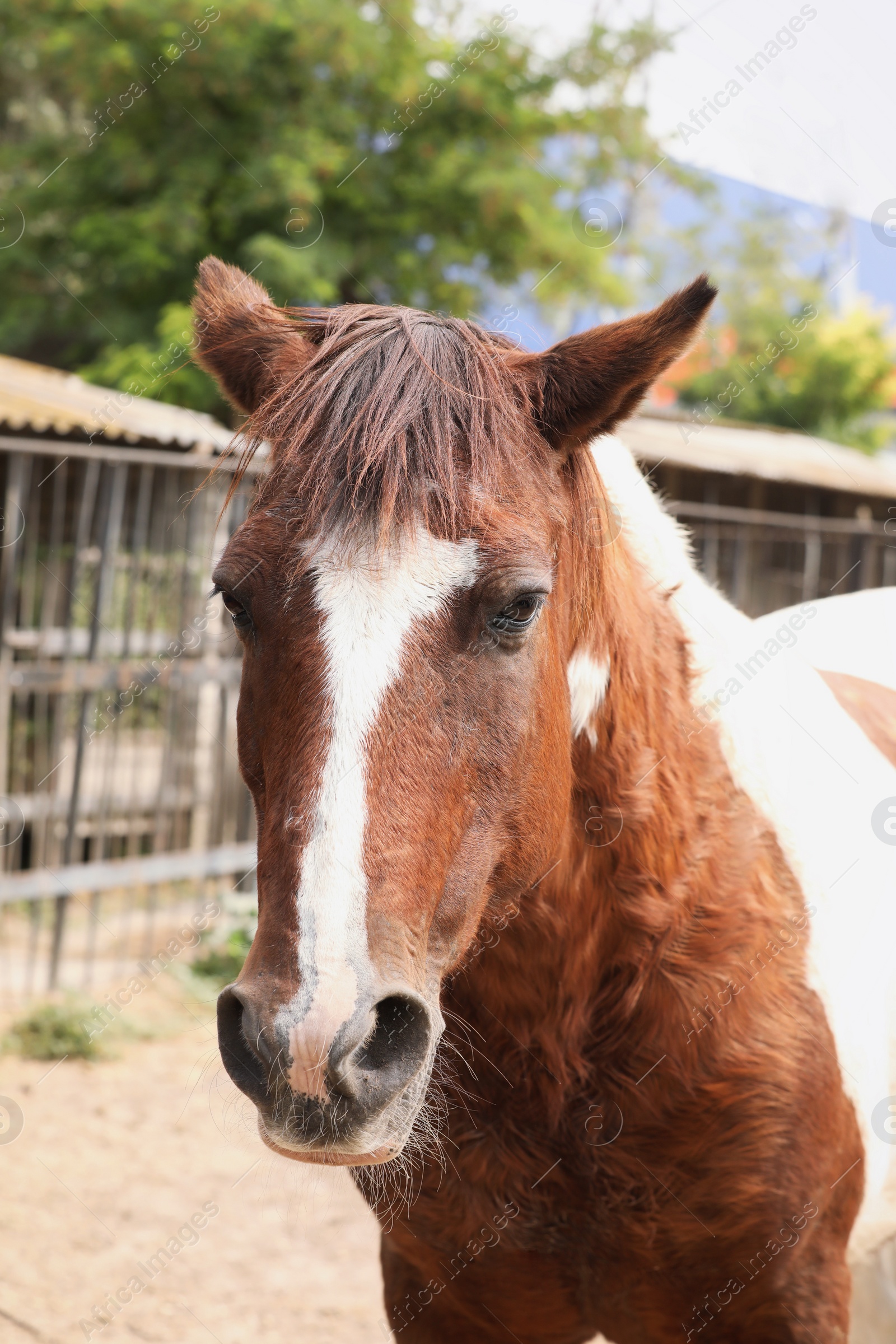 Photo of Beautiful brown horse in paddock at zoo