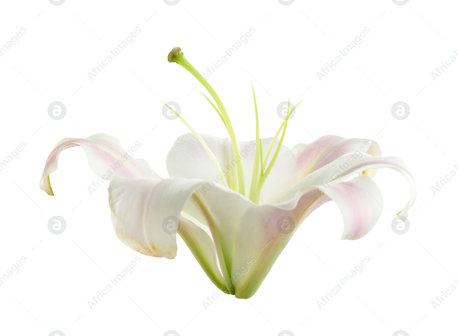 Image of Beautiful blooming lily flower isolated on white