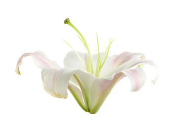 Image of Beautiful blooming lily flower isolated on white