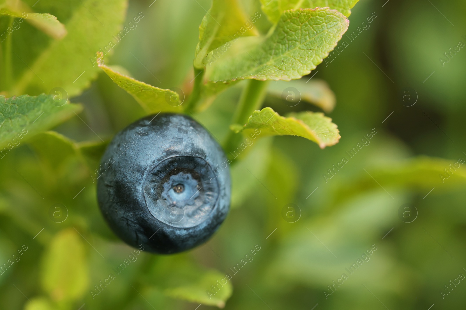 Photo of Ripe bilberry growing in forest, closeup. Space for text