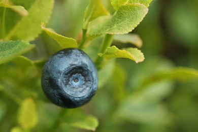 Photo of Ripe bilberry growing in forest, closeup. Space for text