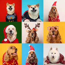 Image of Cute dogs in Christmas sweaters, Santa hats, headband and party glasses on color backgrounds