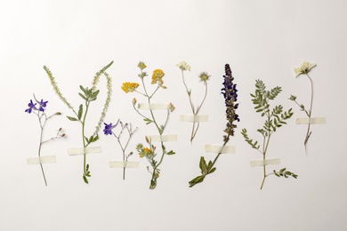 Photo of Wild dried meadow flowers on white background, top view