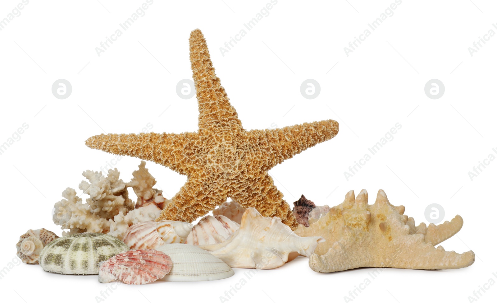 Photo of Beautiful starfish, coral and sea shells on white background