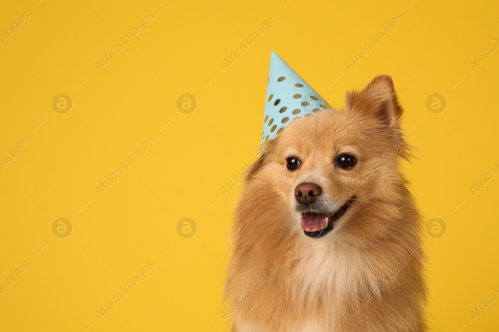 Photo of Cute dog with party hat on yellow background, space for text. Birthday celebration