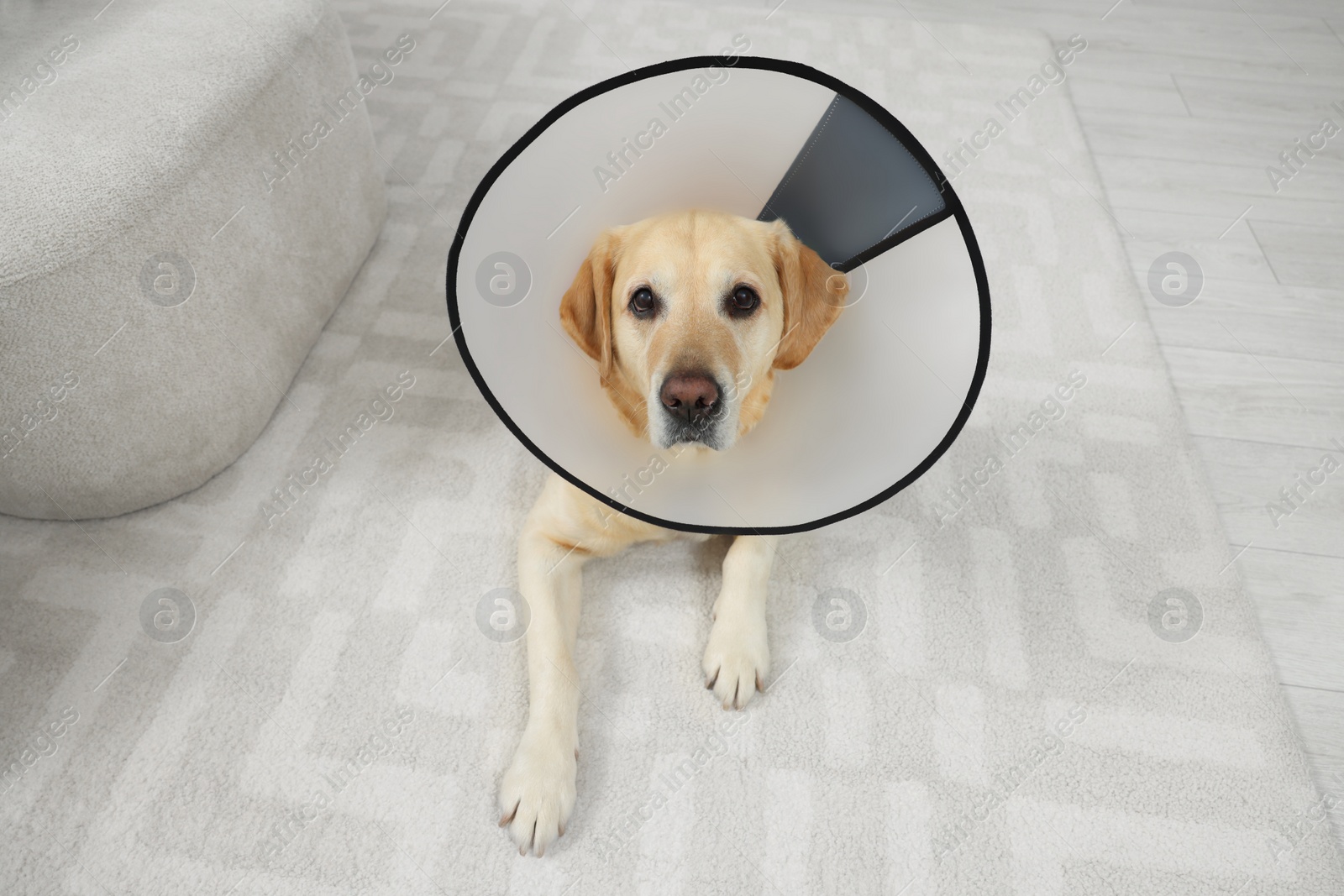 Photo of Cute Labrador Retriever with protective cone collar on floor in room, above view