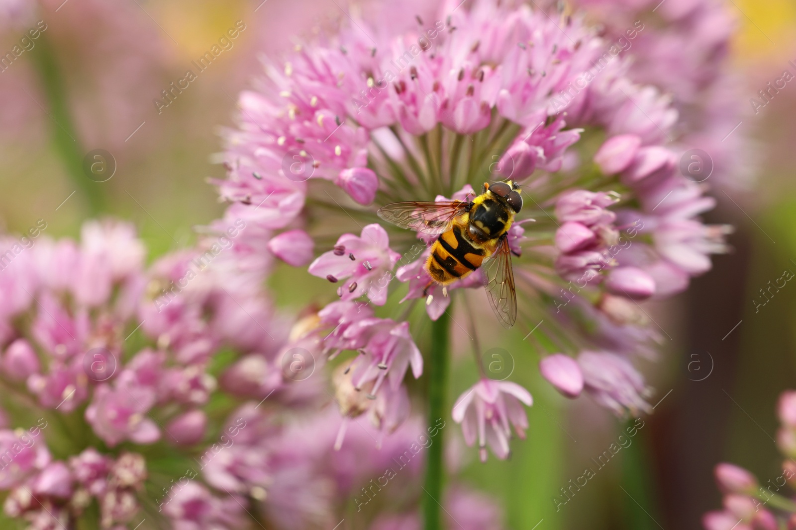 Photo of Honeybee collecting pollen from beautiful flower outdoors, closeup