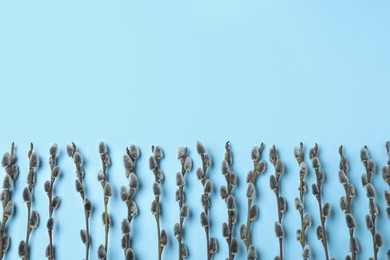Photo of Beautiful blooming pussy willow branches on light blue background, flat lay. Space for text