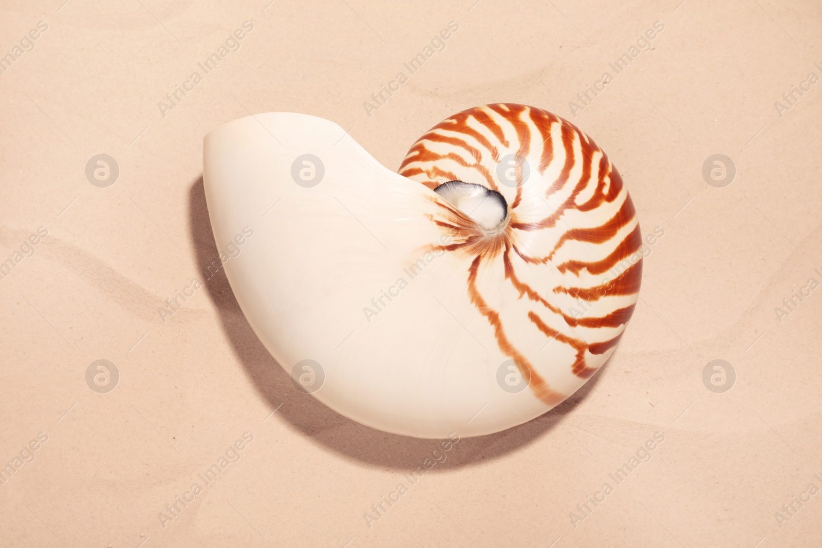 Photo of Nautilus shell on white sand, top view