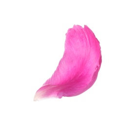 Photo of Petal of pink peony flower isolated on white