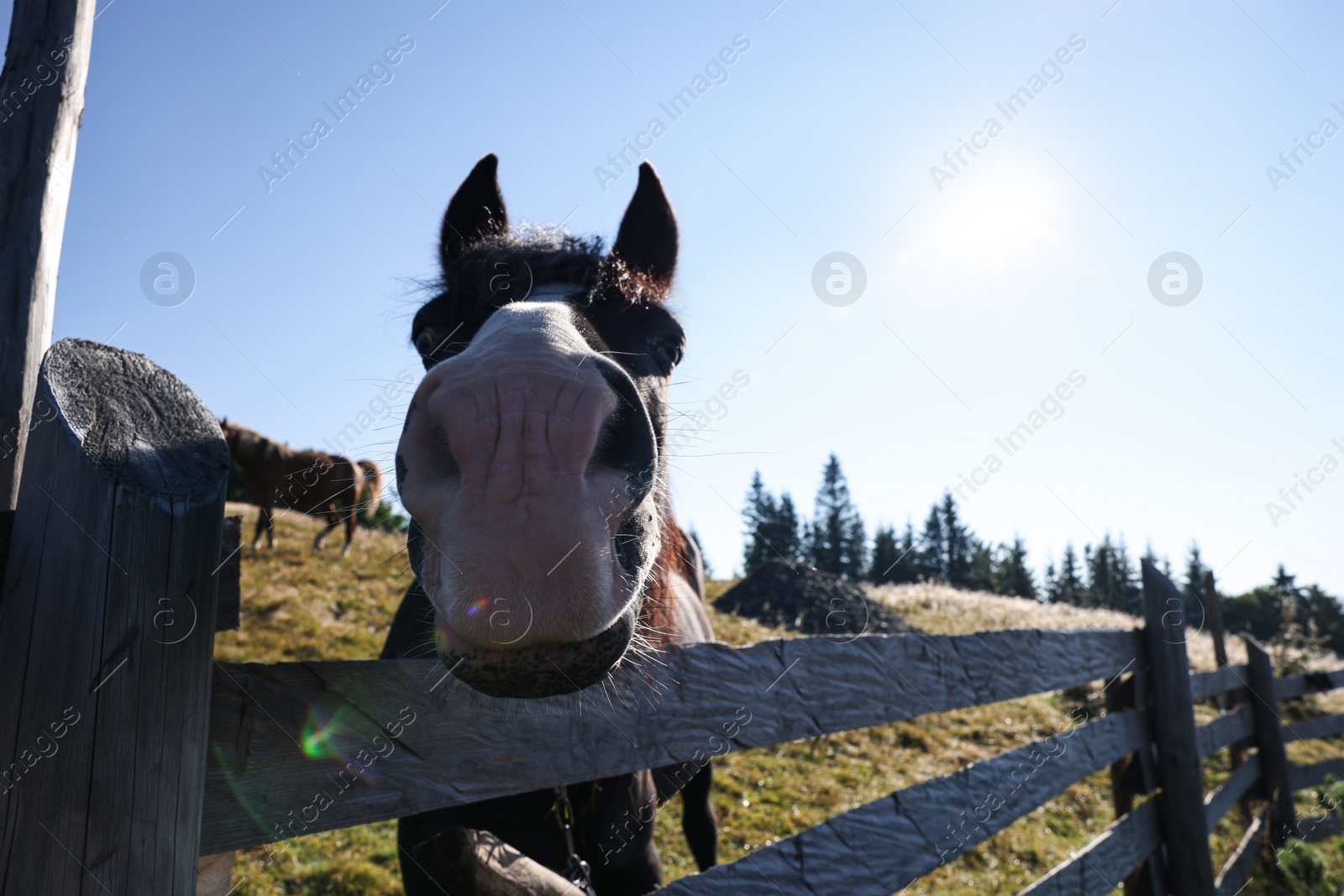 Photo of Cute horse near fence outdoors, space for text. Lovely domesticated pet