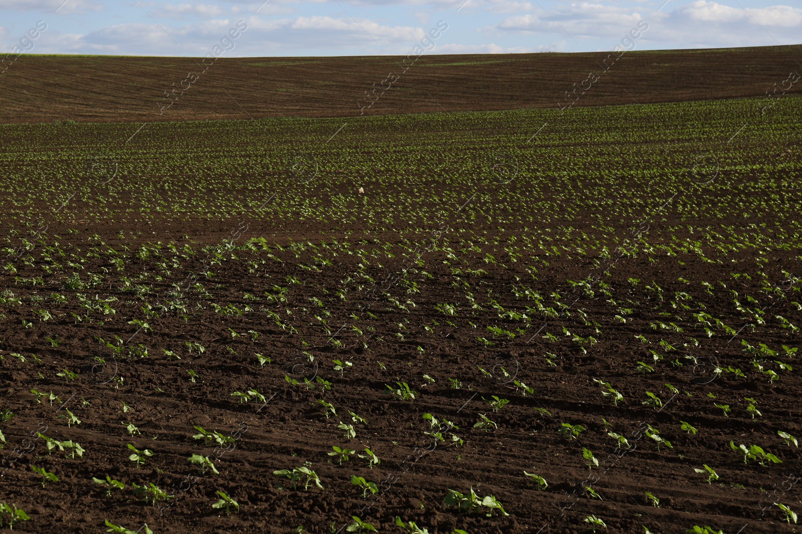 Photo of Agricultural field with sunflower seedlings on sunny day