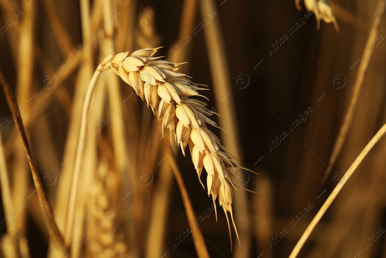 Photo of Ripe wheat spike in agricultural field on sunny day, closeup