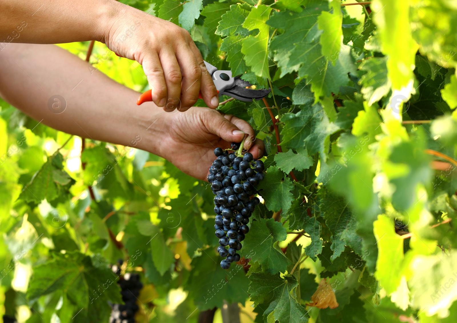 Photo of Man cutting bunch of fresh ripe juicy grapes with pruner outdoors, closeup