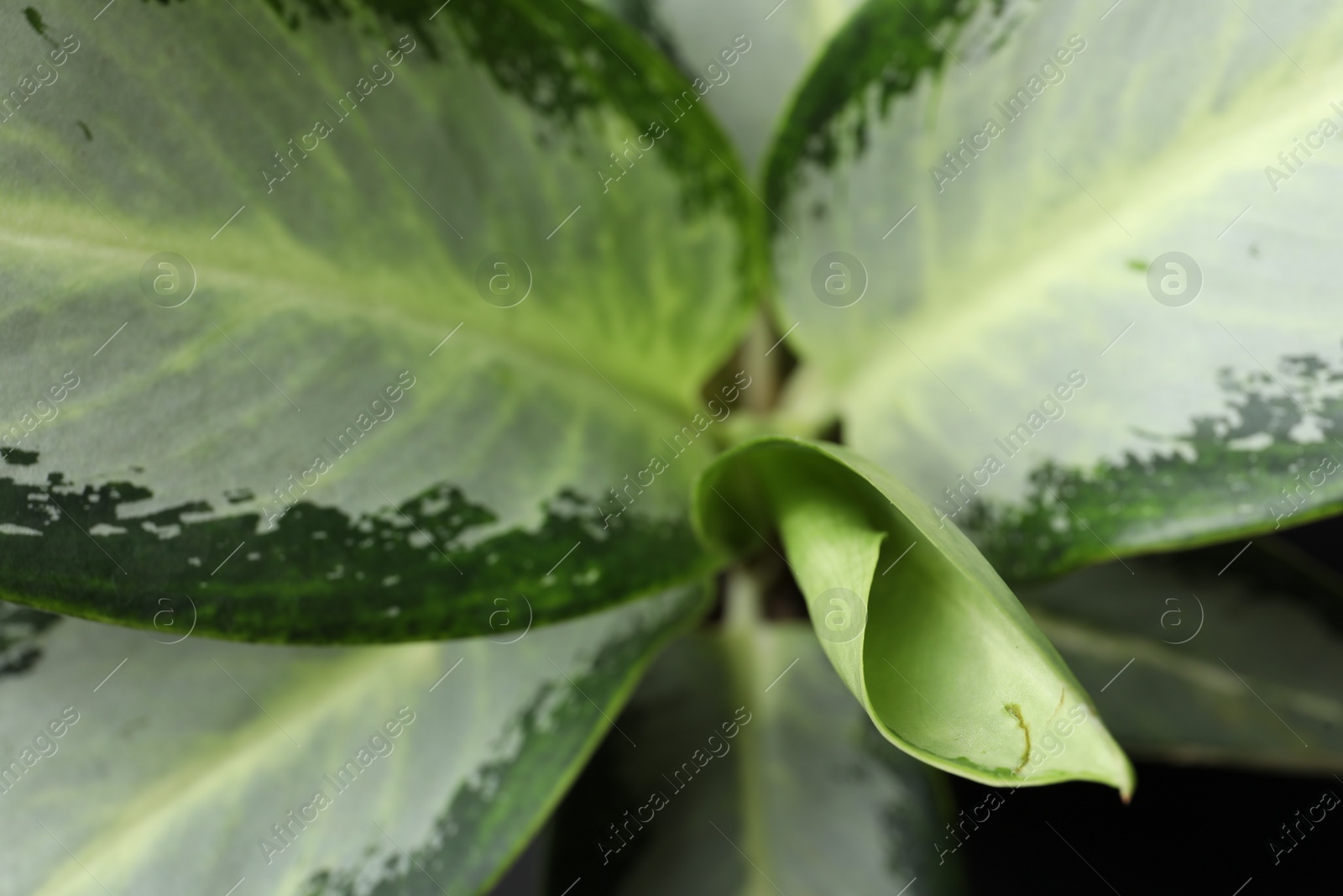 Photo of Aglaonema with beautiful leaves as background, closeup. Tropical plant