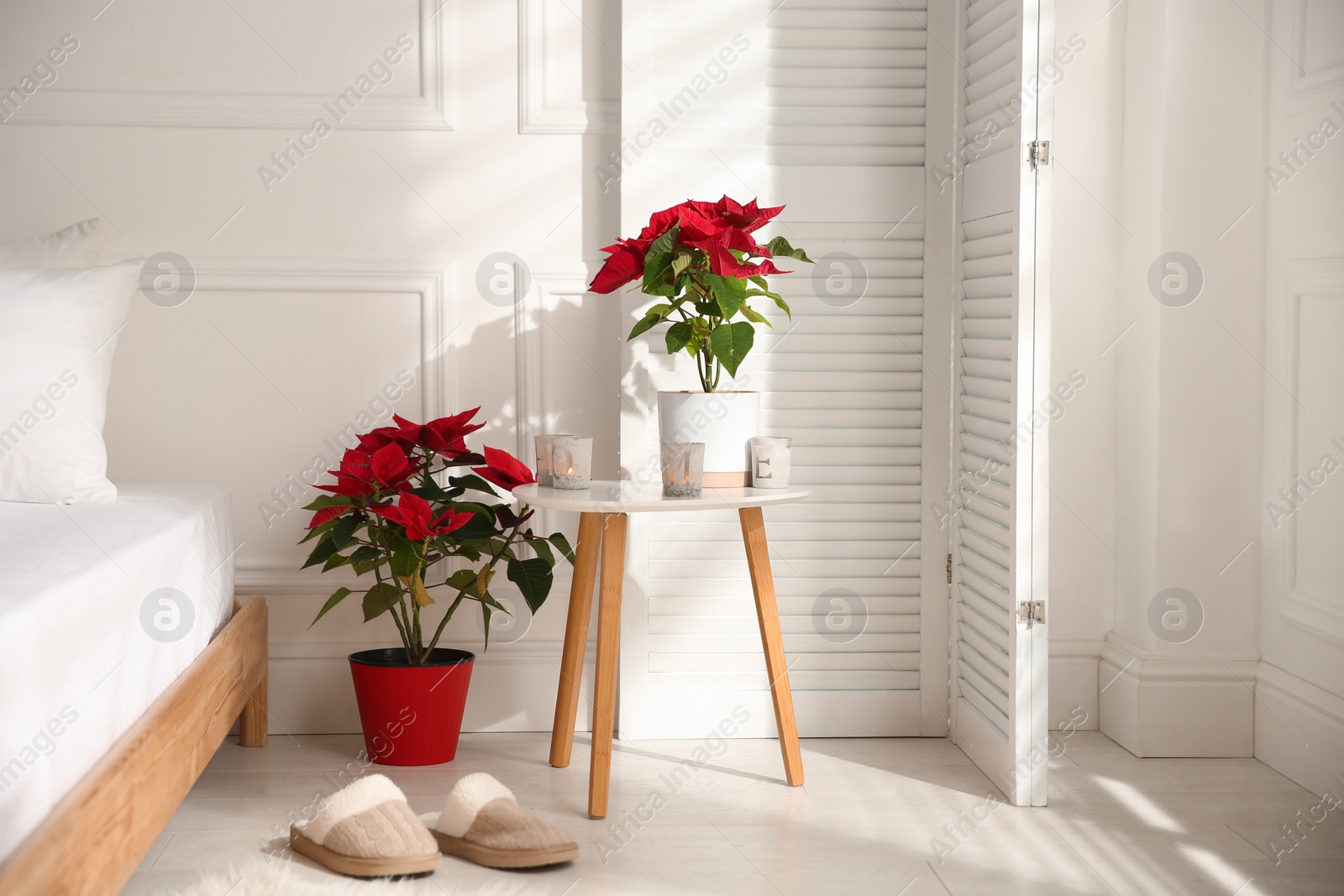 Photo of Poinsettias in light cozy room. Interior design