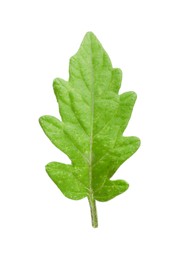 Photo of Green leaf of tomato plant isolated on white