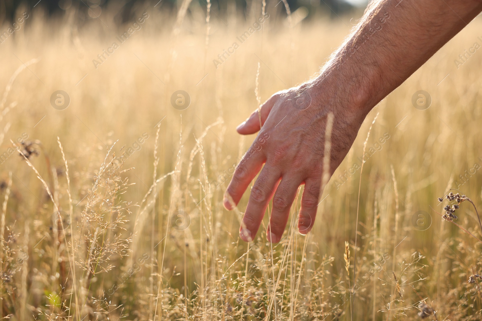 Photo of Feeling freedom. Man walking through meadow and touching reed grass, closeup