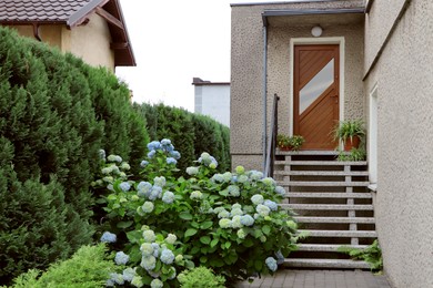 Photo of Beautiful blooming hortensia plants near house entrance