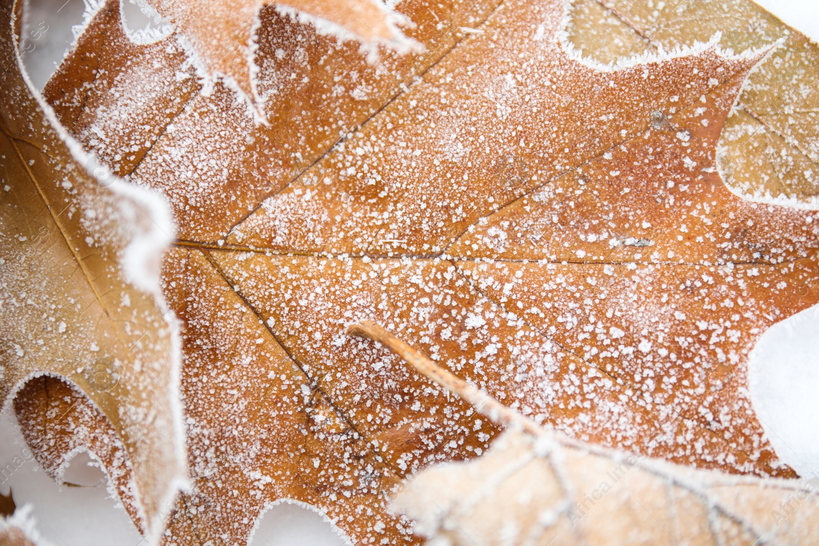 Photo of Dried maple leaves covered with hoarfrost outdoors on cold winter morning, closeup