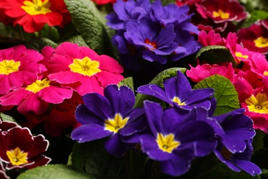 Beautiful primula (primrose) plants with colorful flowers as background, closeup. Spring blossom