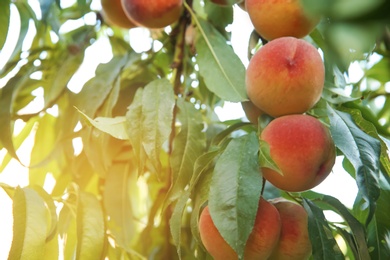 Ripe peaches on tree branch in garden