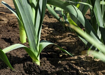 Fresh green leek growing in field on sunny day, closeup