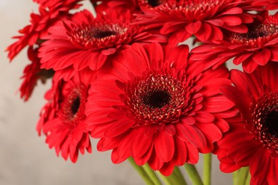 Bouquet of beautiful red gerbera flowers on beige background, closeup