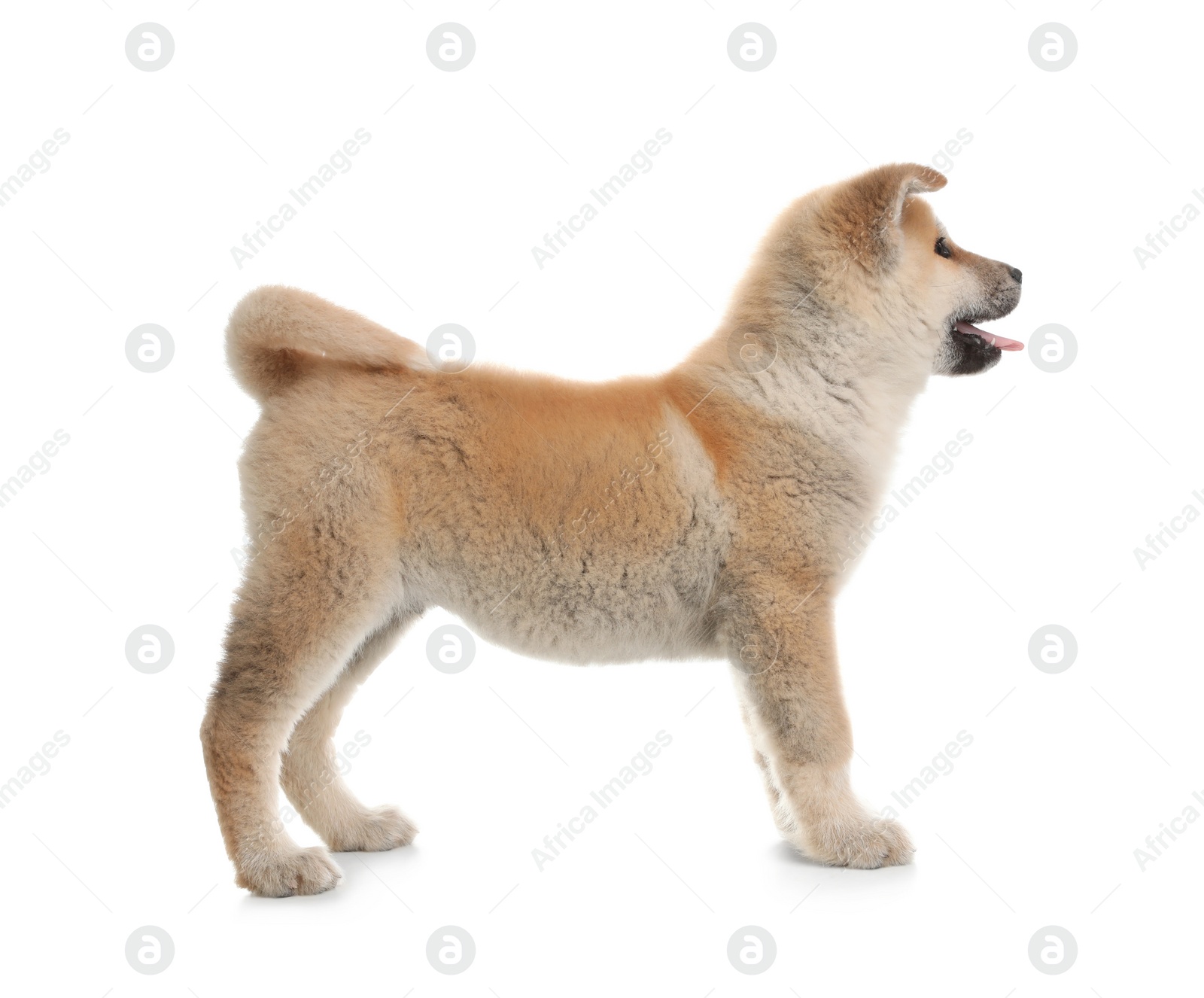 Photo of Adorable Akita Inu puppy on white background