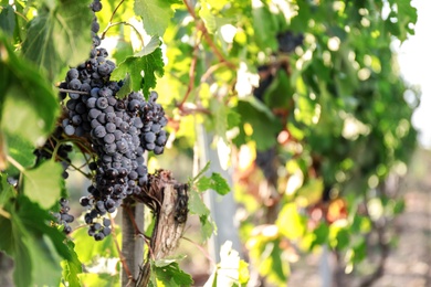 Fresh ripe juicy grapes growing in vineyard