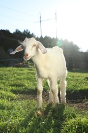 Photo of Cute goat grazing at farm on sunny day