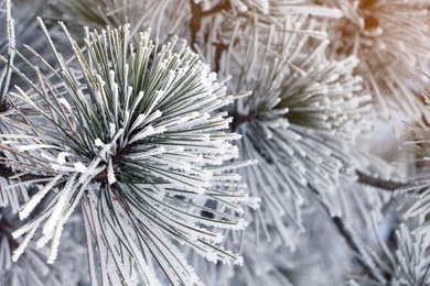 Photo of Conifer tree branch covered with hoarfrost outdoors on winter morning, closeup