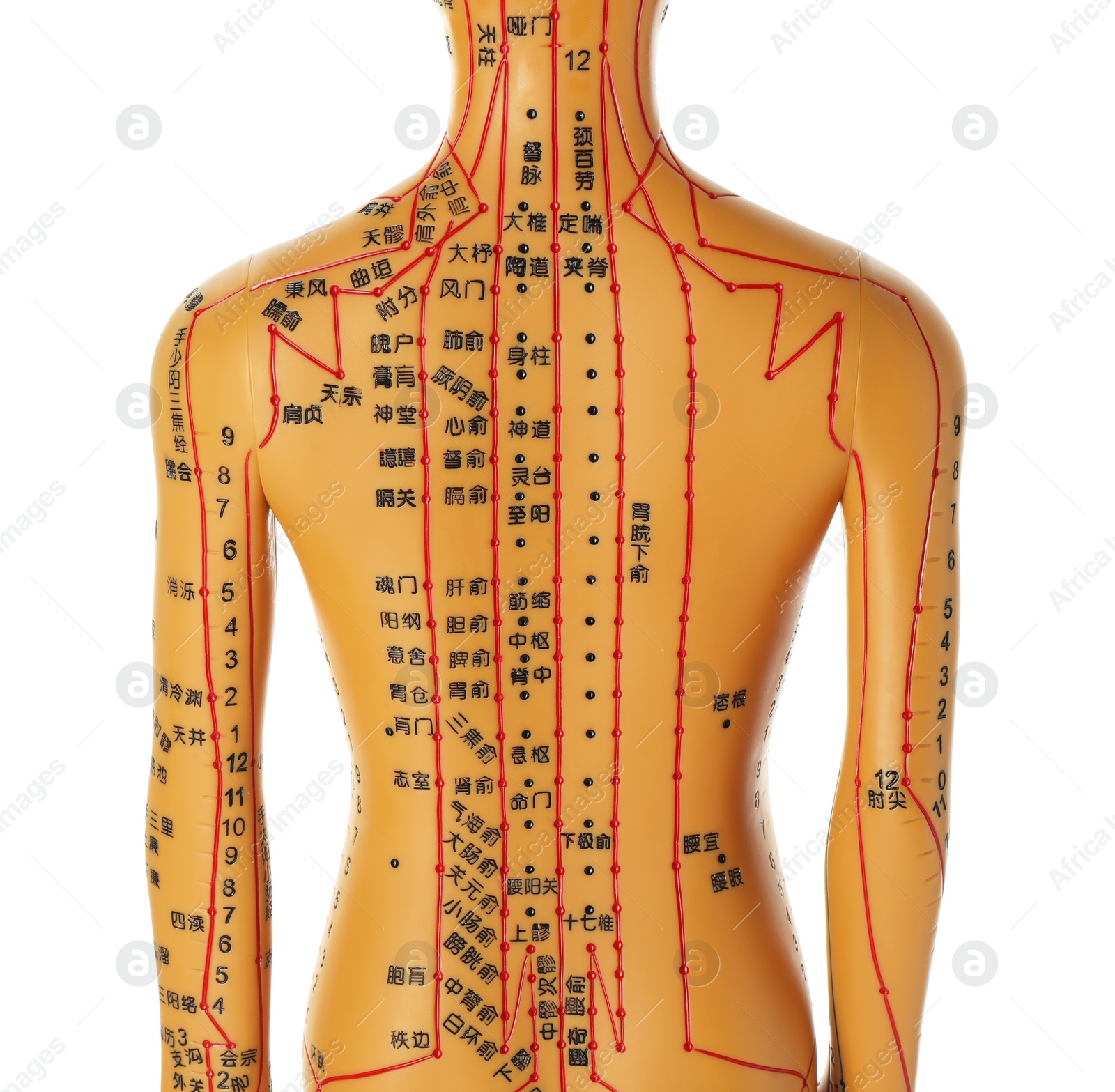 Photo of Acupuncture model. Mannequin with dots and lines isolated on white, back view