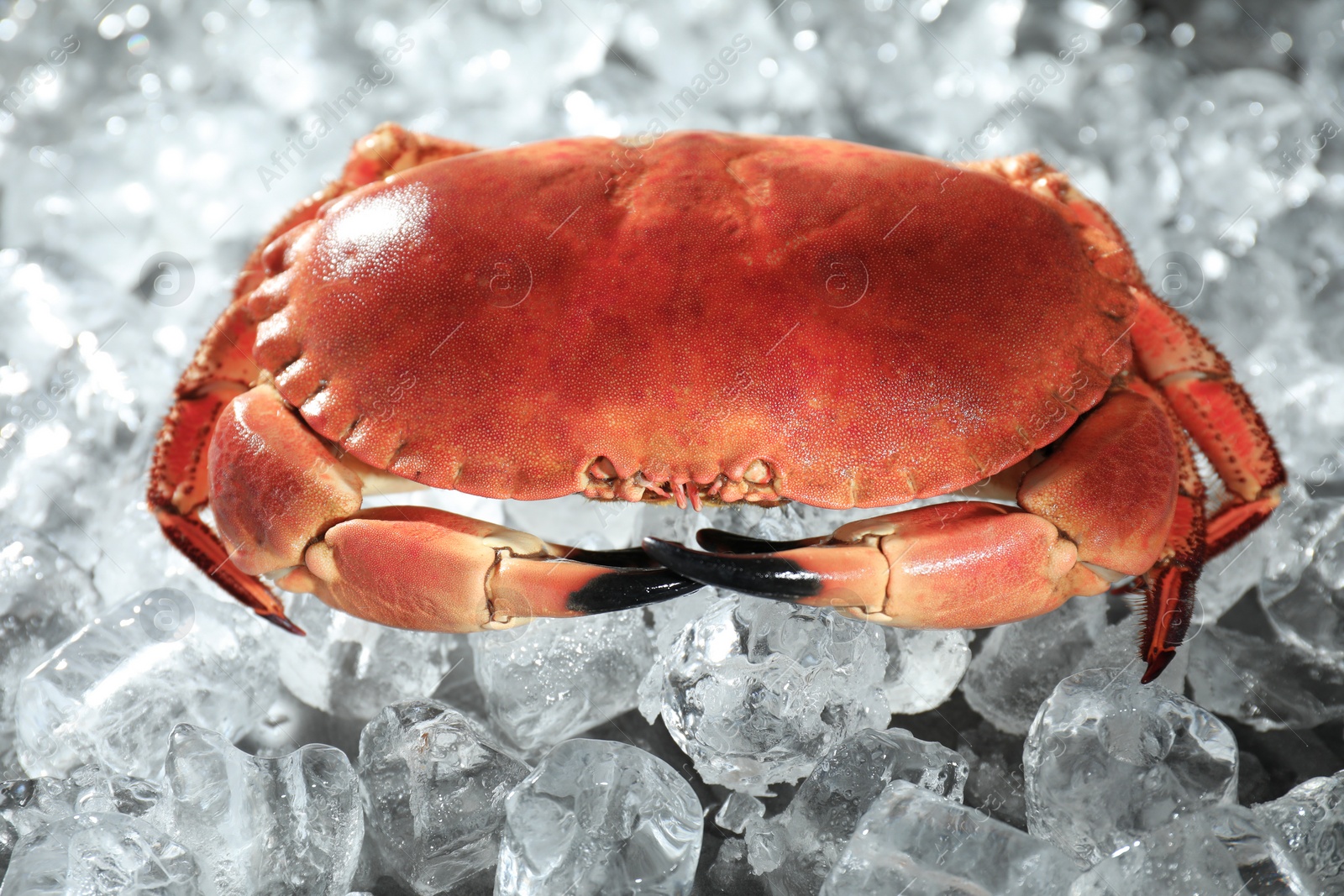 Photo of Delicious boiled crab on ice cubes, closeup