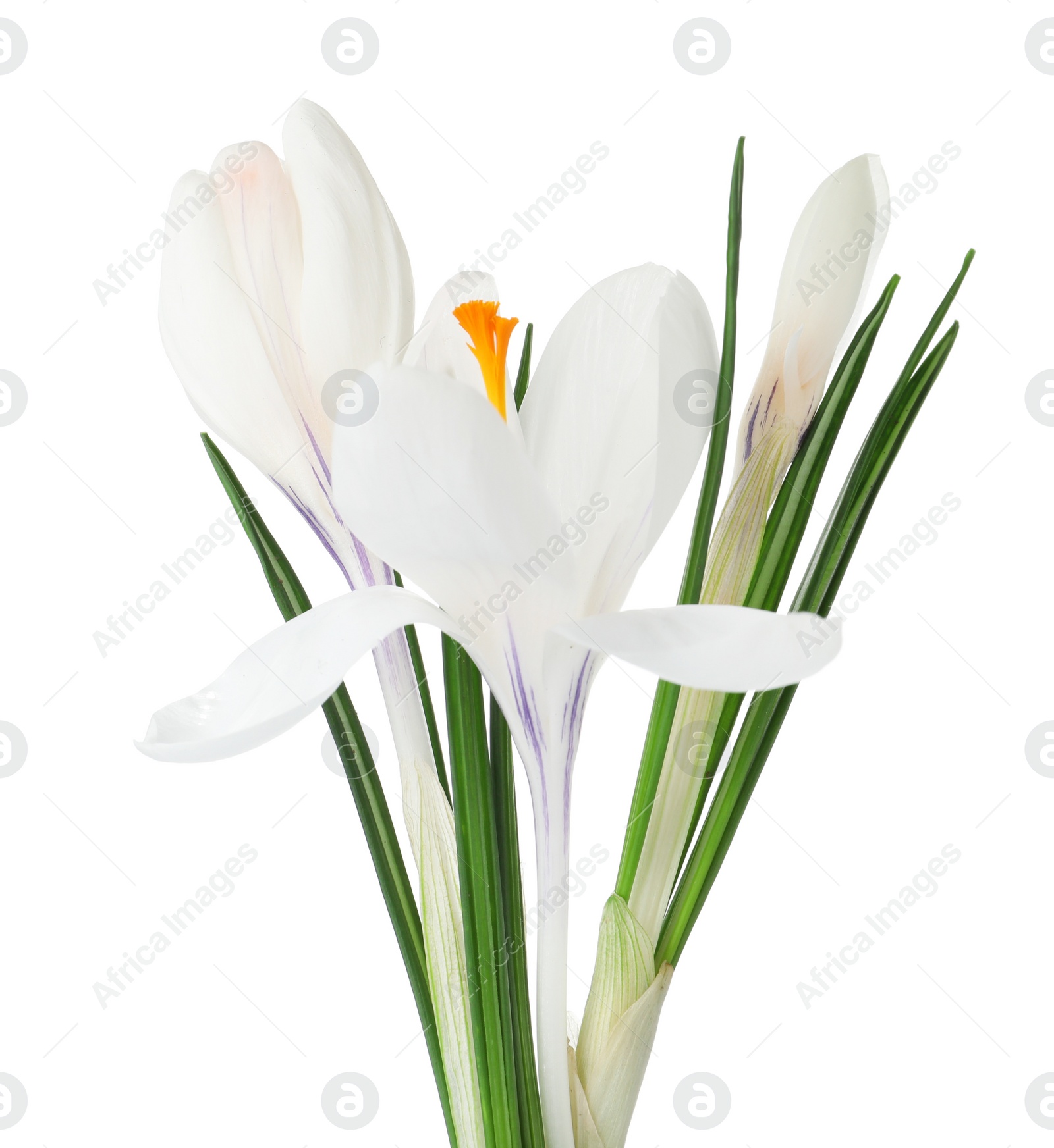 Photo of Beautiful crocus flowers isolated on white. Spring season