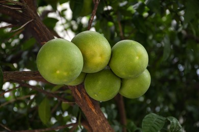 Photo of Ripening pomelo fruits on tree in garden, closeup