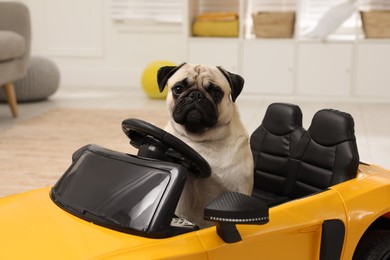 Adorable pug dog in toy car indoors