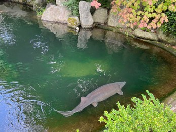 Photo of Beautiful sturgeon fishes swimming in zoological park
