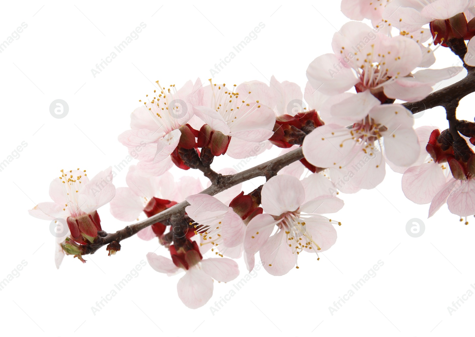 Photo of Beautiful blossoming apricot tree branch on white background